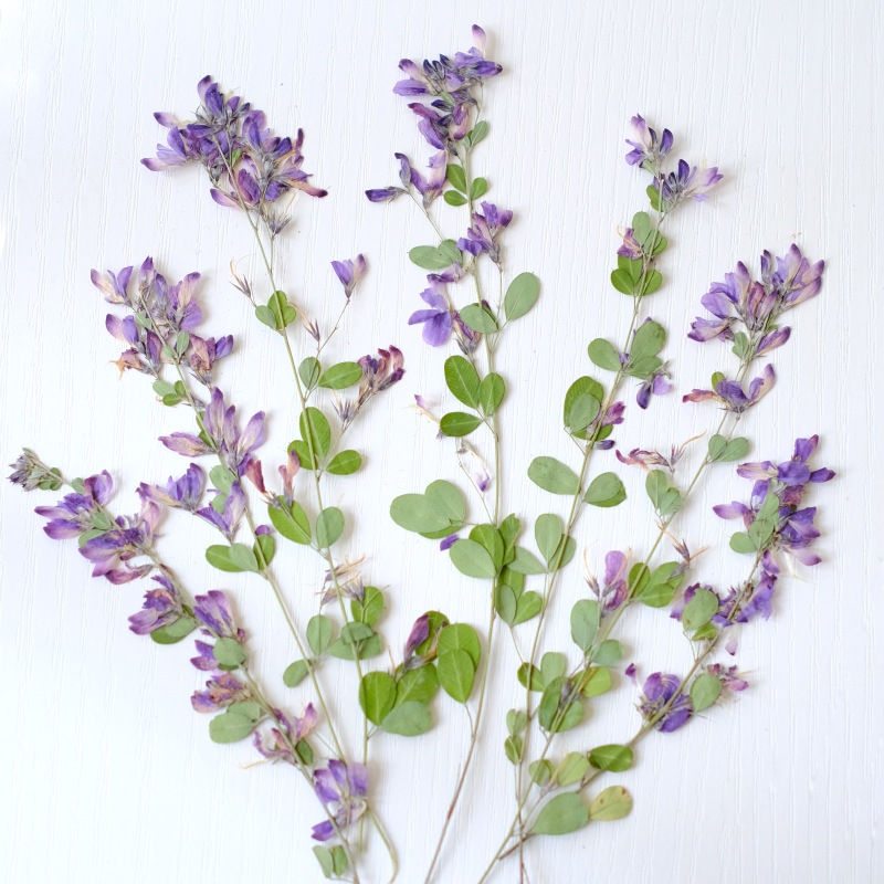 6pcs,nature Lespedeza Formosa  – Resin Art Photo Frame recenzja i cena