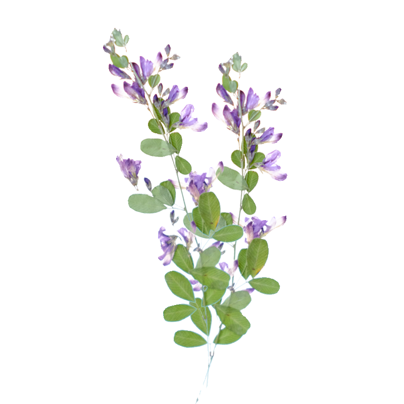 6pcs,nature Lespedeza Formosa  – Resin Art Photo Frame recenzja i cena