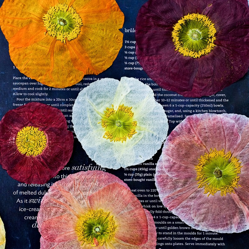 1pcs,Nature Field Poppy Presse – Resin Art Photo Frame recenzja i cena