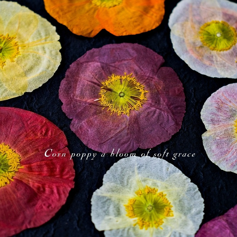 1pcs,Nature Field Poppy Presse – Resin Art Photo Frame recenzja i cena