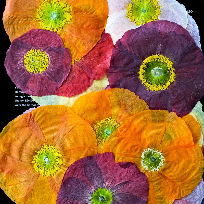 1pcs,Nature Field Poppy Presse – Resin Art Photo Frame recenzja i cena