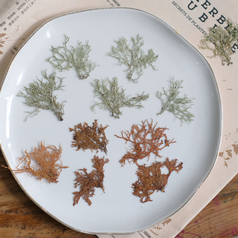 12pcs,Seaweed aquatic plants d – Resin Art Photo Frame recenzja i cena