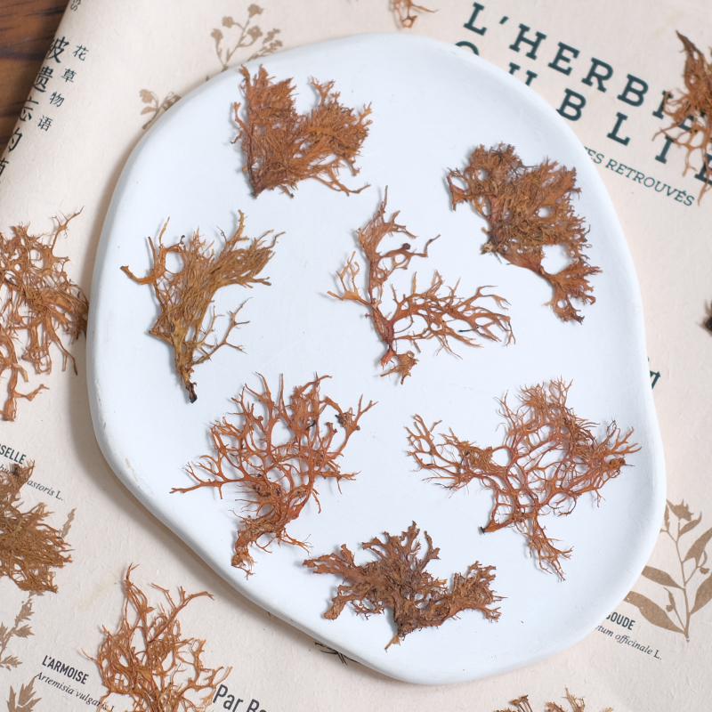 12pcs,Seaweed aquatic plants d – Resin Art Photo Frame recenzja i cena