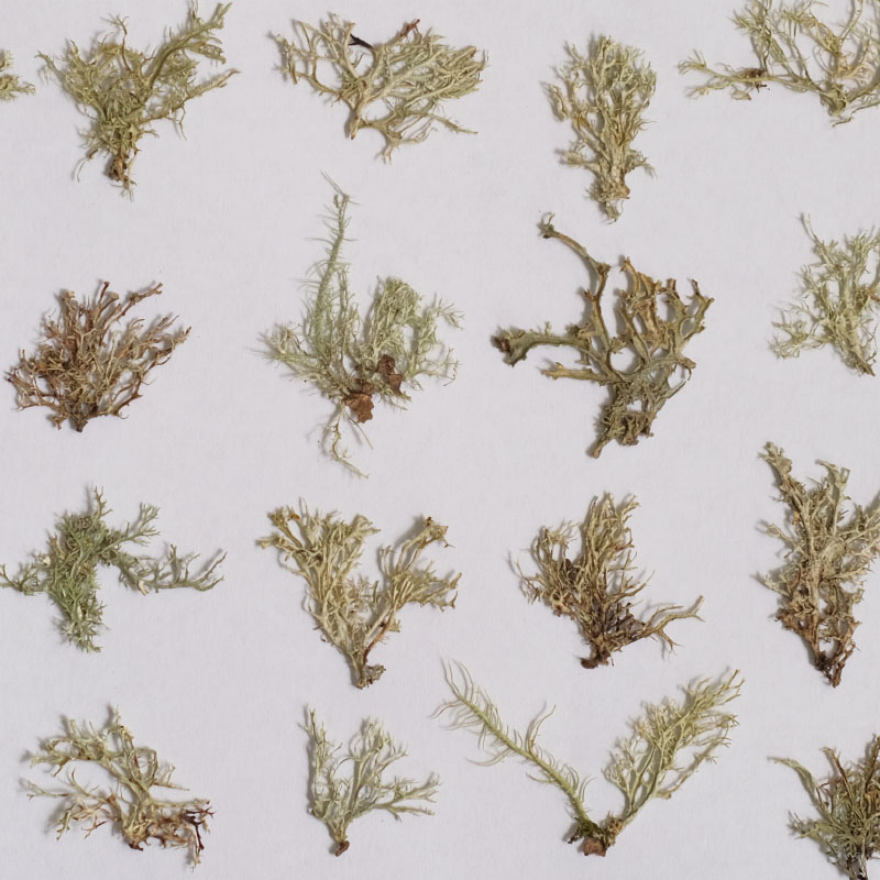 12pcs,Seaweed aquatic plants d – Resin Art Photo Frame recenzja i cena