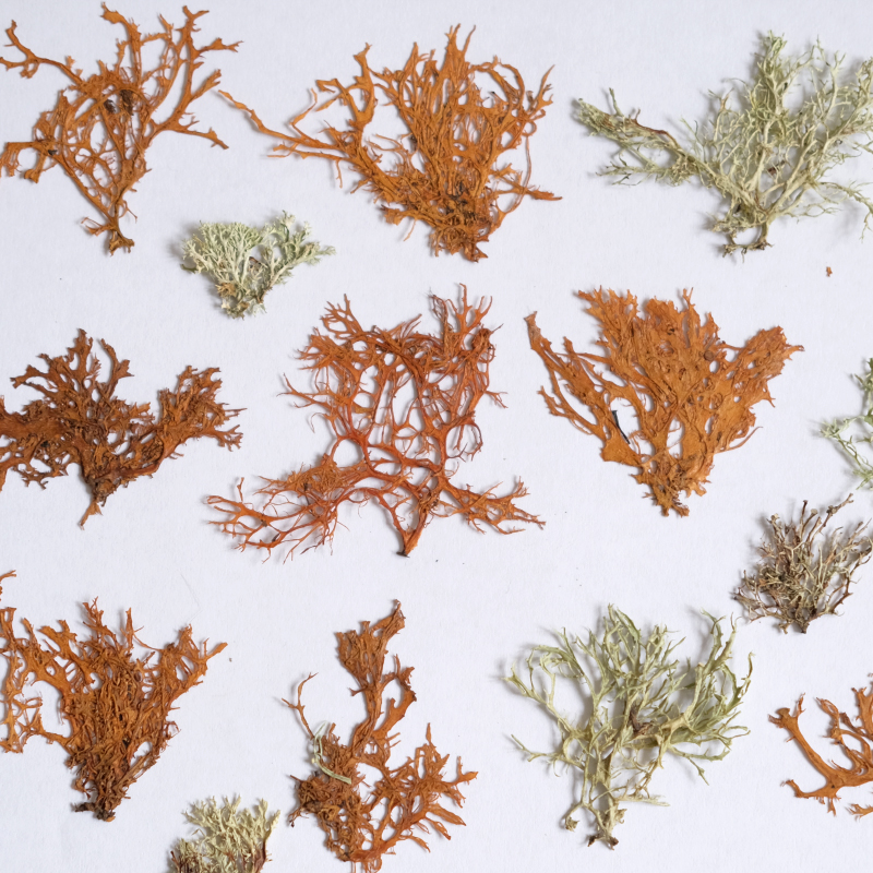 12pcs,Seaweed aquatic plants d – Resin Art Photo Frame recenzja i cena